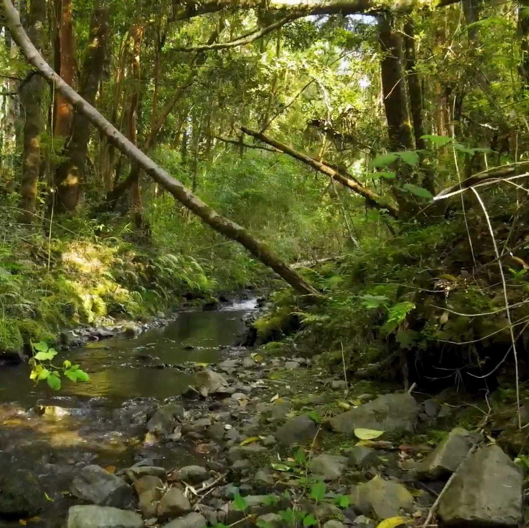 Bosque nativo en el entorno de Riñinahue.