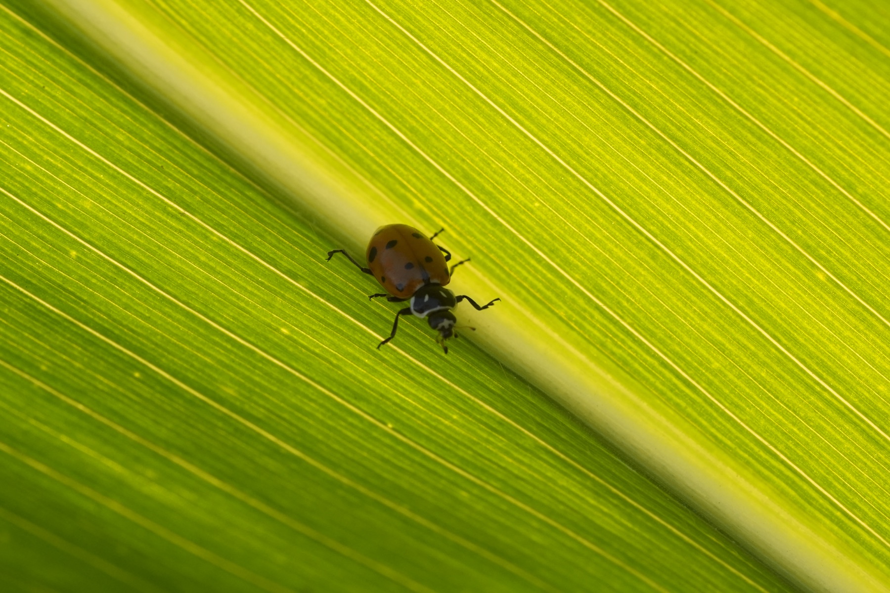 Insecto benéfico sobre una hoja de maíz en Fundo San Francisco.