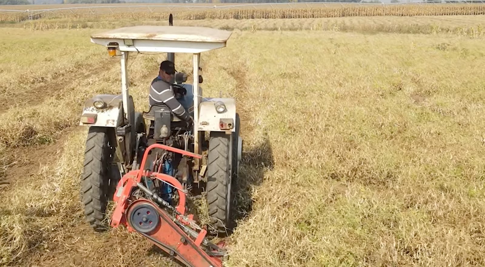 Trabajo agrícola en Fundo San Francisco.